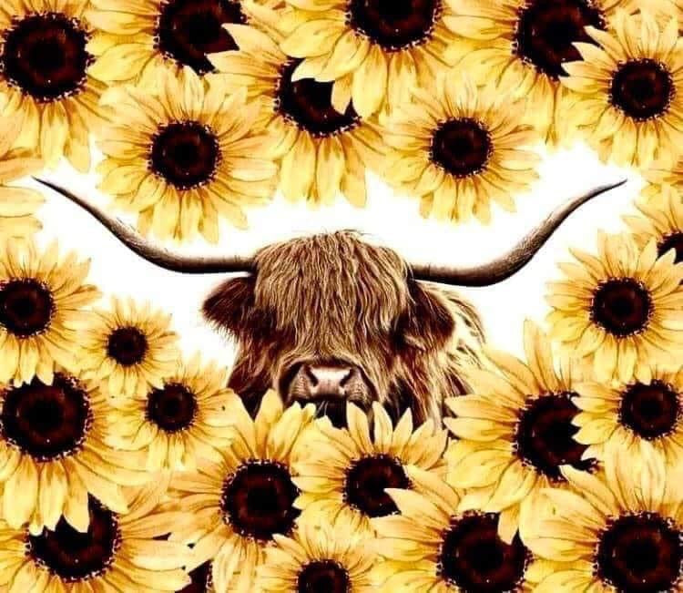 Highland cow sunflower sublimation tumbler